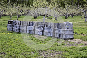 Fruit crates in an apple orchard