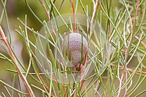 Fruit of Cricket ball hakea, woody peach in Proteaceae family gr