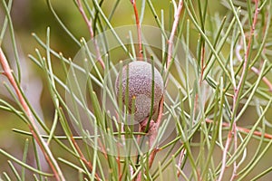 Fruit of Cricket ball hakea, woody peach in Proteaceae family gr photo