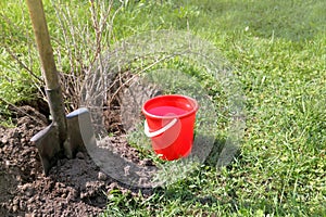 Fruit crop transplantation