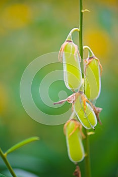 Fruit of Crotalaria Juncea or sunn hemp