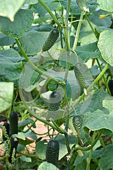 Fruit cucumbers on the plant before harvesting
