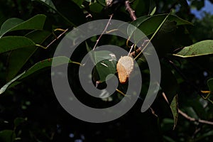 Fruit of custard-apple