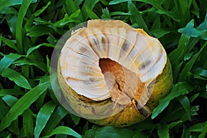 Fruit of custard-apple