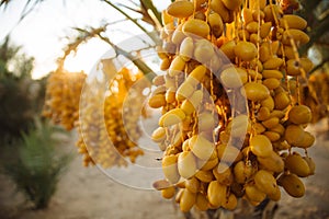 fruit dactyl nature fruits yellow