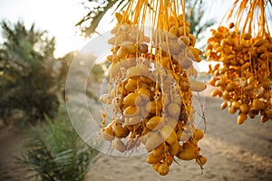 Fruit dactyl nature fruits yellow