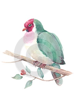 Fruit dove sitting on the branch. Watercolor illustration isolated on white background.