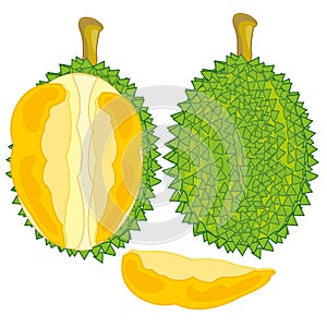 Fruit durian on white background is insulated