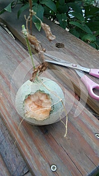 Fruit eaten by critters and scissors