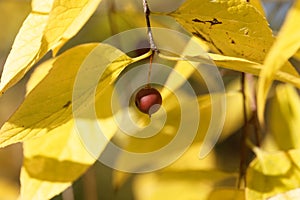 Fruit of a European nettle tree Celtis australis photo