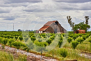 Fruit farm with baby trees in spring and old red barns