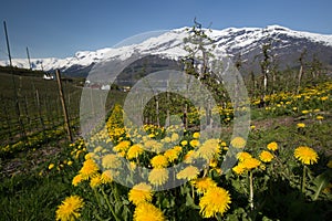 Fruit farm with dandelions