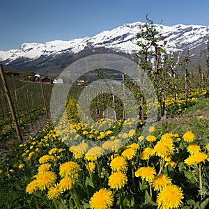 Fruit farm with dandelions