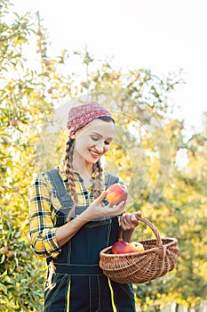 Fruit farmer woman harvesting apples in her basket