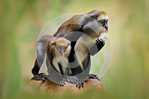 Fruit feeding family. Campbell's mona monkey or Campbell's guenon monkey, Cercopithecus campbelli, in nature habitat. Primate fr