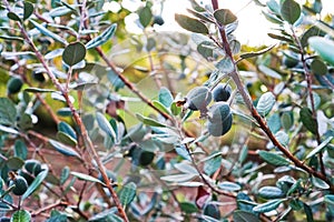 Fruit Feijoa are ripe and hang on a Bush