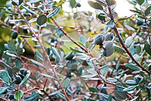 Fruit Feijoa are ripe and hang on a Bush