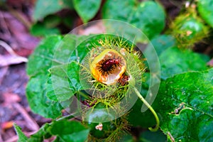 Fruit of fetid passionflower (passiflora foetida) or scarletfruit passionflower, wild maracuja, bush passion fruit