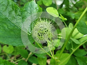 Fruit of Fetid passionflower (Passiflora foetida) or Scarletfruit passionflower, wild maracuja, bush passion fruit,