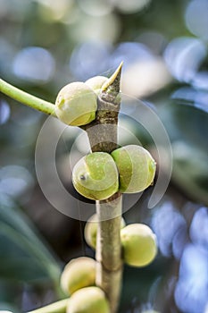 Fruit of Ficus benghalensis,The Indian Banyan tree.