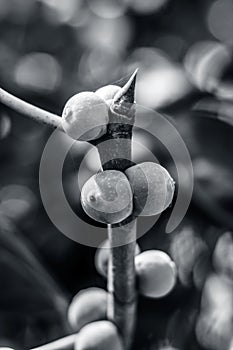 Fruit of Ficus benghalensis,The Indian Banyan tree.