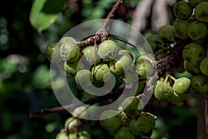 The fruit of Ficus Racemos.The common name Fig fruit,cluster fig tree, Indian fig tree or gular fig.