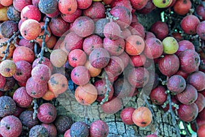 Fruit of Ficus Racemos.The common name Fig fruit,cluster fig tree, Indian fig tree or gular fig.