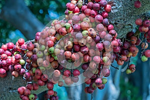 Fruit of Ficus Racemos.The common name Fig fruit,cluster fig tree, Indian fig tree or gular fig.