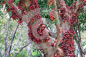 Fruit of Ficus Racemos.The common name Fig fruit,cluster fig tree, Indian fig tree or gular fig.