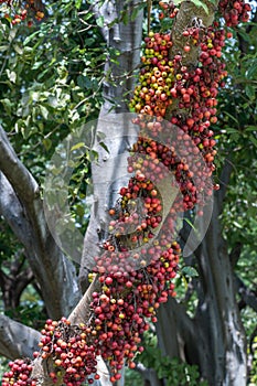 The fruit of Ficus Racemos.The common name Fig fruit,cluster fig tree, Indian fig tree or gular fig.