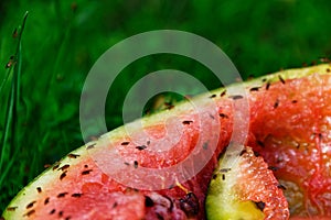 Fruit flies congregate on the edge of a discarded watermelon