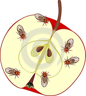 Fruit flies Drosophila melanogaster on red apple isolated on white