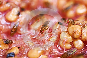 Fruit flies on a fallen guava photo