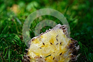 Fruit flies are feeding on a pineapple skin that is lying on green grass
