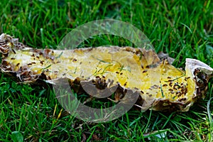 Fruit flies gather on discarded pineapple skin on the grass