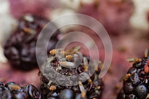 Fruit flies have found some blackberries that are going off, they are having a feast