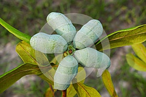 Fruit of the florida pawpaw - asimina obovata - growing on a tree in backyard dry Sandhill scrub habitat. small deciduous tree pro