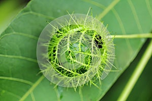 The fruit flower of passiflora foetida .