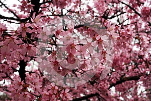 Fruit flowers in the earliest springtime