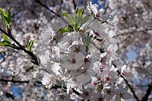 Fruit flowers in the earliest springtime