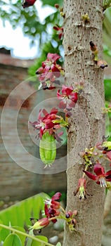 fruit and flowers on the starfruit plant (Averrhoa bilimbi)