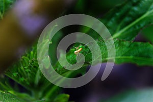 Fruit fly or bactrocera