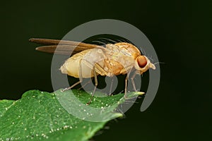 Fruit fly close-up on green leaf