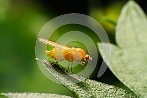 Fruit fly Drosophila on the leaf