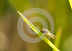 Fruit fly Drosophila melanogaster, macro shot against a blurred meadow