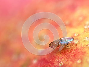 fruit fly, Drosophila Melanogaster, on red apple surface, close up