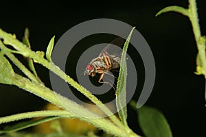 Fruit fly (Drosophilidae)