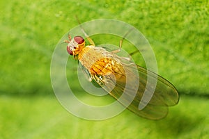 Fruit fly (Drosophilidae)