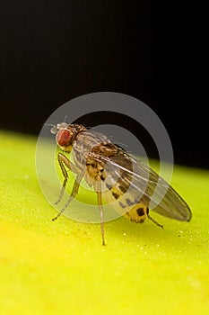 Fruit fly goes banana photo