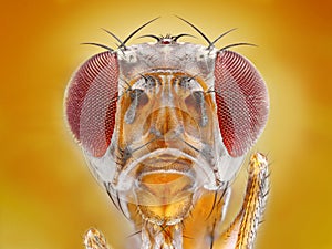 fruit fly head photo